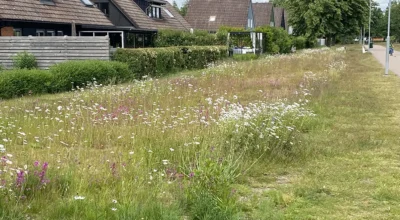 Äng i Ängelholm. Örtpluggplanterings och ängsfrö