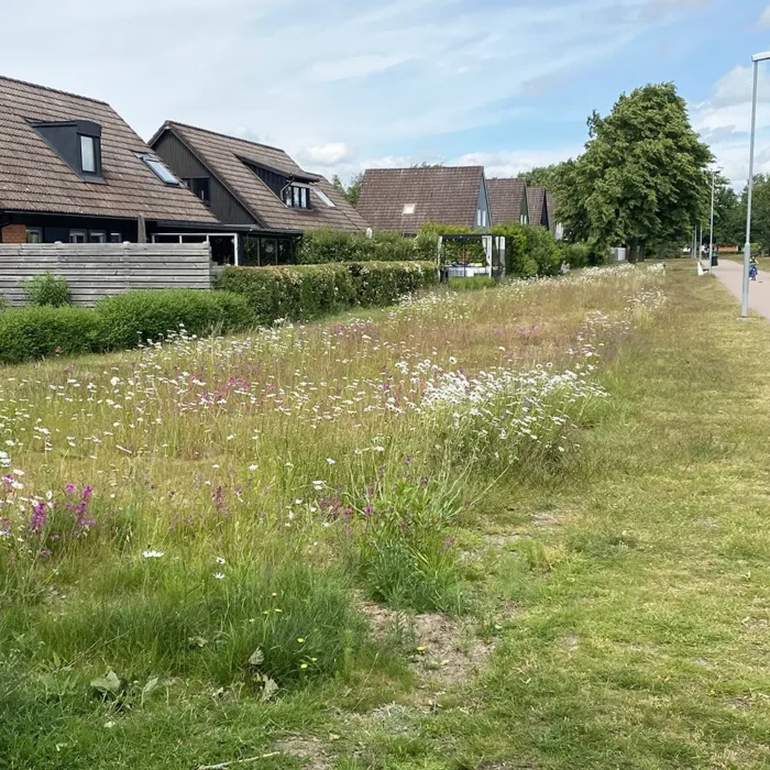 Äng i Ängelholm. Örtpluggplanterings och ängsfrö