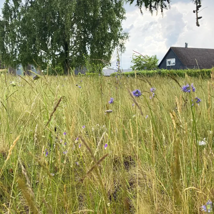 Äng i Ängelholm. Örtpluggplanterings och ängsfrö