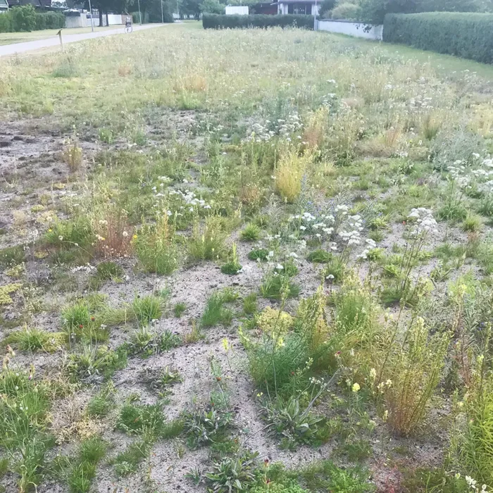 Äng i Ängelholm
