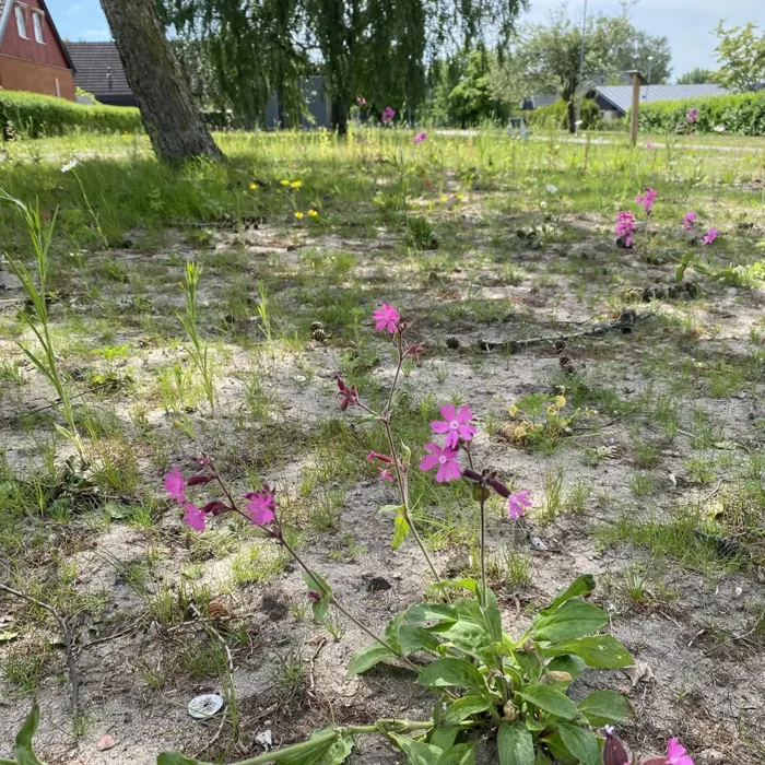 Äng i Ängelholm