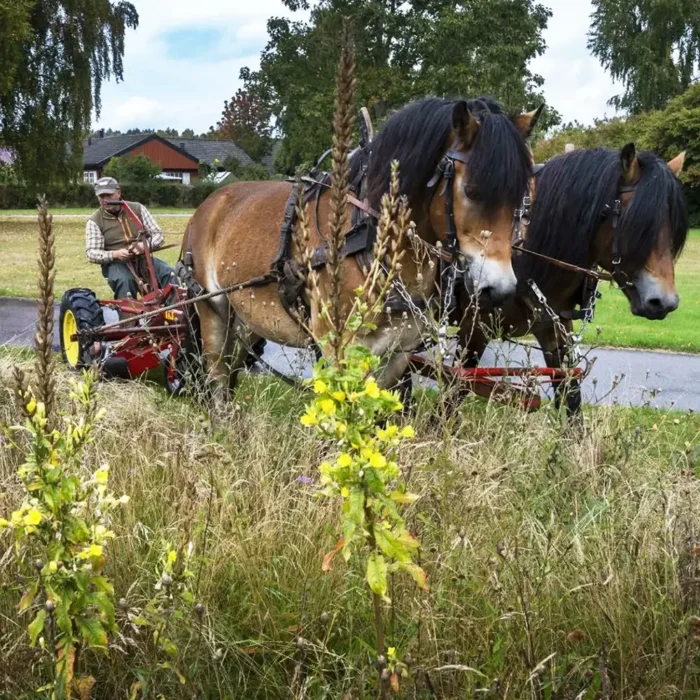 Slåtter av äng med häst och vagn