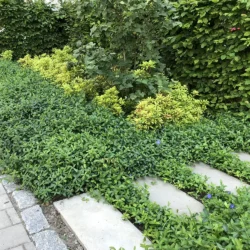 Perennmatta Vinca i rabatt