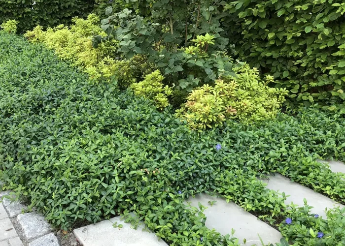 Perennmatta Vinca i rabatt