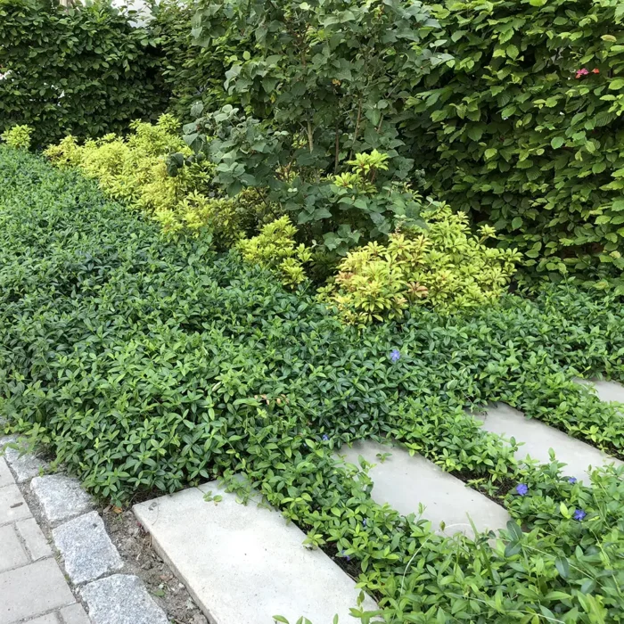 Perennmatta Vinca i rabatt