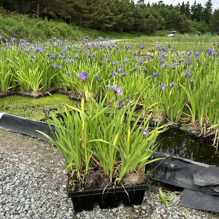 Dansk Iris - Iris spuria är en lila till färg ocjh trivs i fuktiga förhållanden