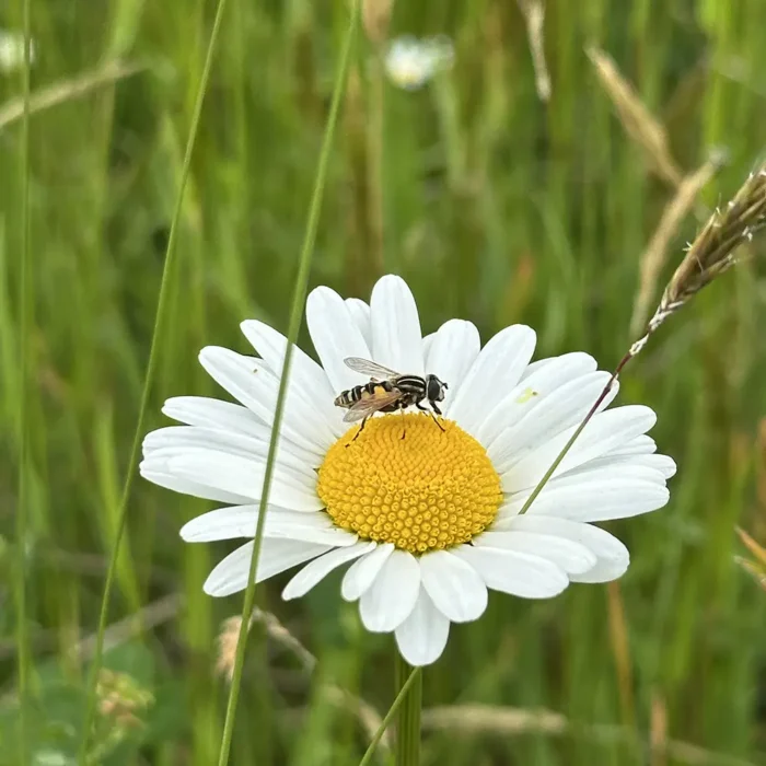 VegTech odlar prästkrage och andra ängsväxter i Småland