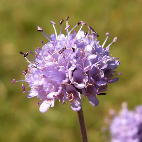 Succisa pratensis, Ängsvädd