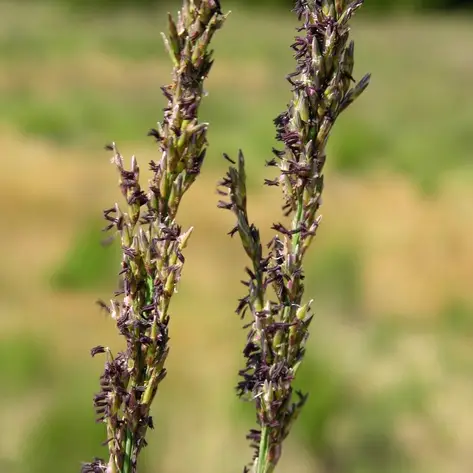 Molinia caerulea, Blåtåtel
