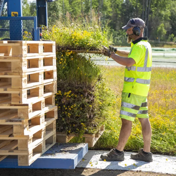 Upptagning av ängsmattor på Veg Tech