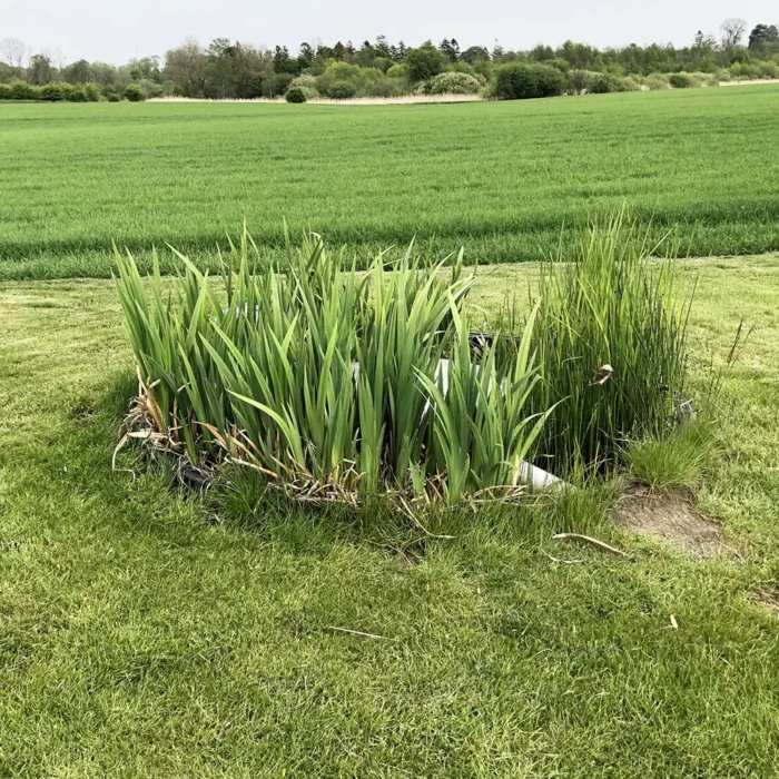 Vattenväxter till Bioreningsverk