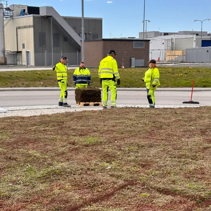 Sedum i rondell i Karlskrona