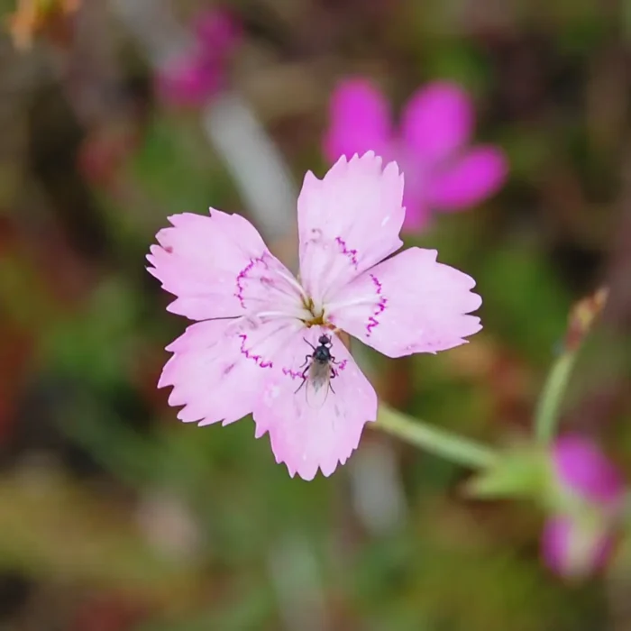 Dianthus deltoides, Backnejlika odlas av VegTech