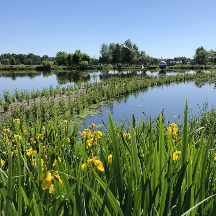 Iris pseudacorus - Gul Svärdslilja