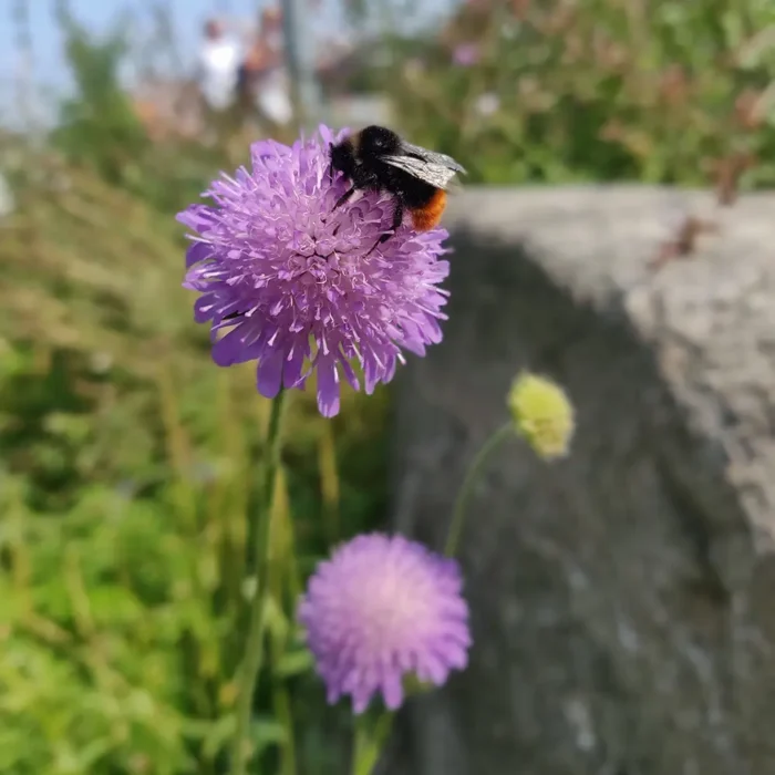 Knautia arvensis Åkervädd