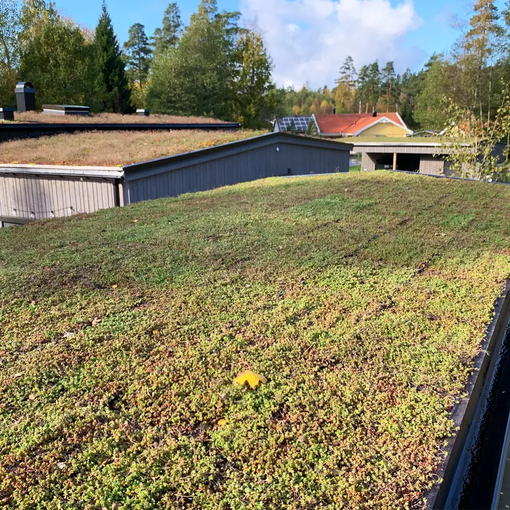 VegTech Sedumback med biokol