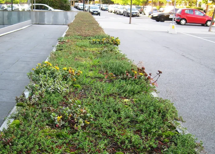 Sedum på mur