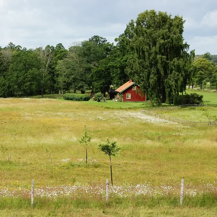 ÄNG sådd på Medevi säteri
