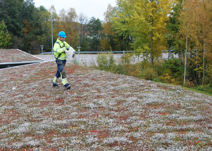 Sedumtak gödslas varje år för rik och fin blomning.