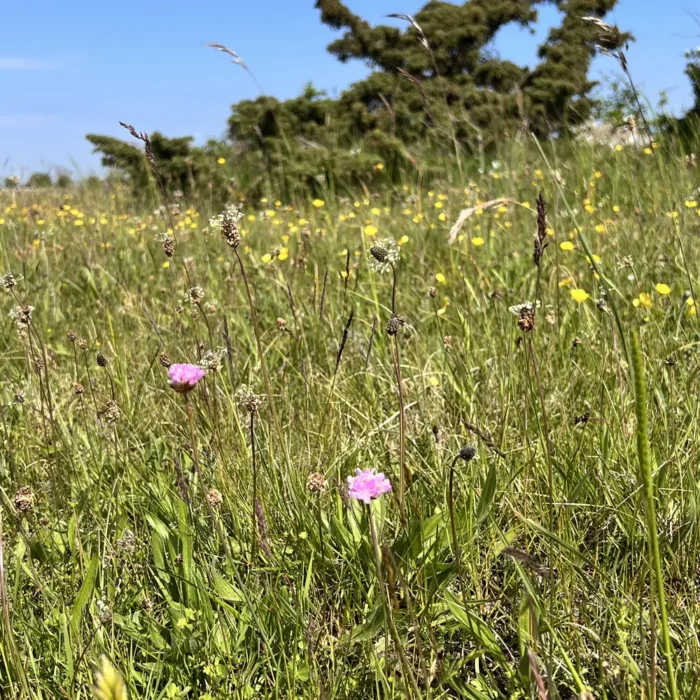 Trift och svartkämpar på tidig sommaräng