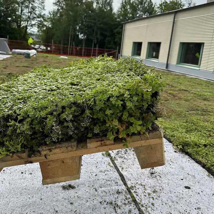 Montage av sedumtak på Linnéskolan i Älmhult