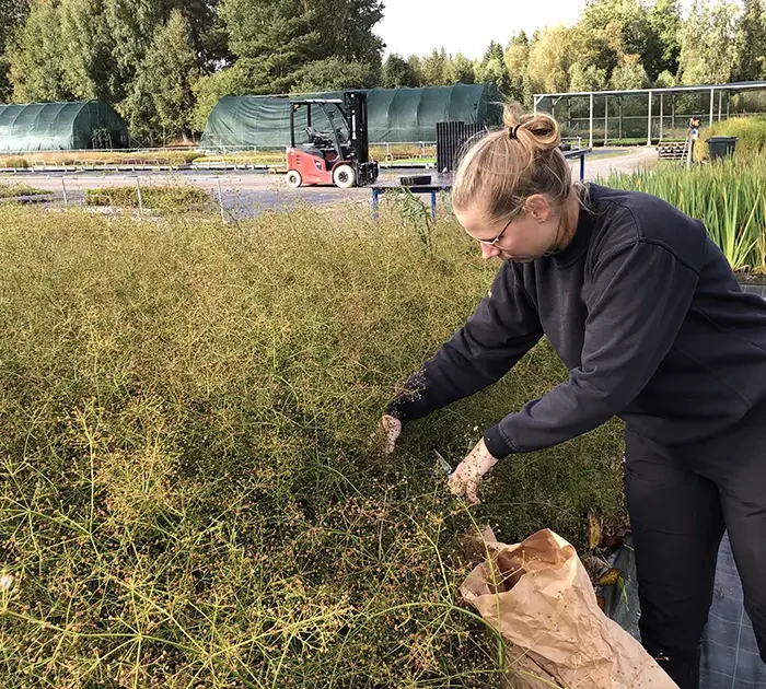 VegTech fröinsamling på odlingarna