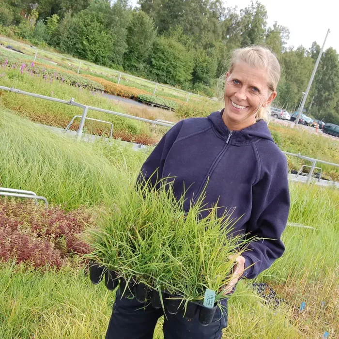 Carex nigra Hundstarr