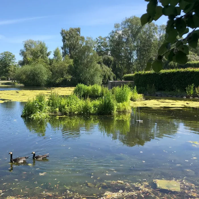 Flytande våtmark från VegTech. Rotgardinen bromsar vattenflöden och hjälper till med sedimentering.