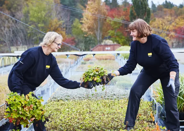 Örtplugg odlas av VegTech. 100-tal inhemska arter.