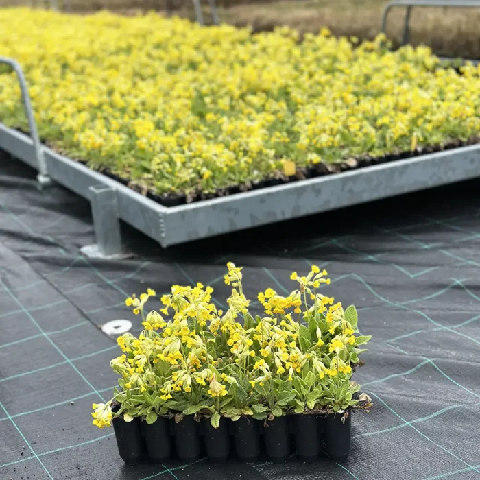 Primula veris Gullviva, odlas av VegTech