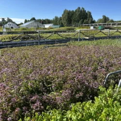 Origanum vulgare, Kungsmynta