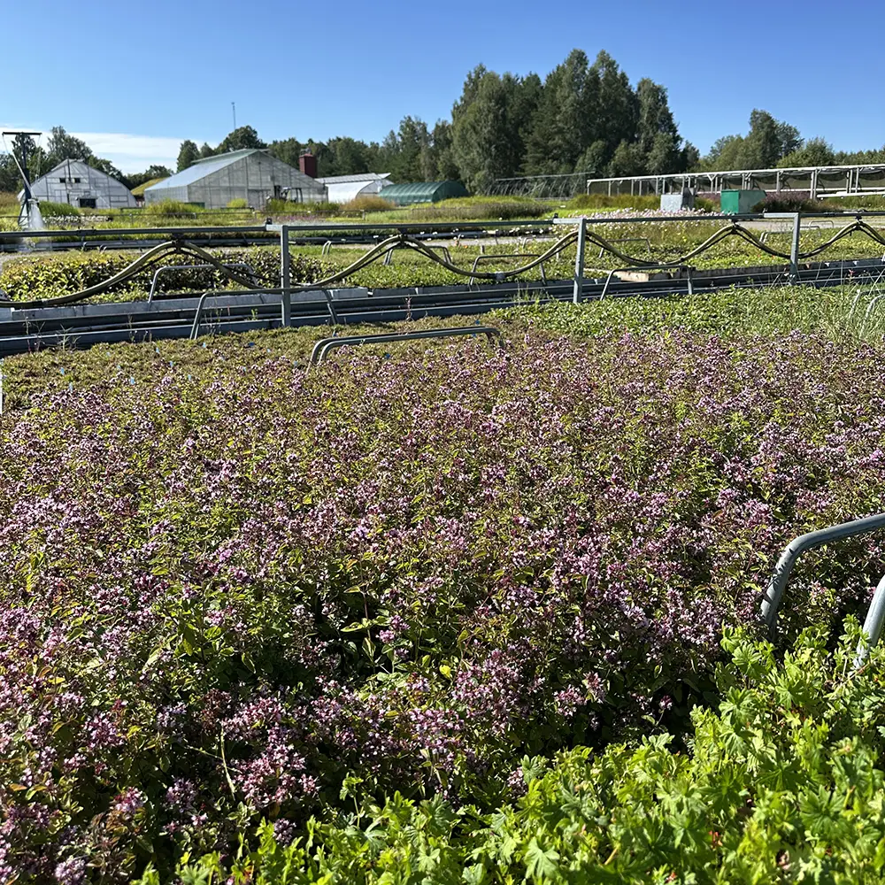 Origanum vulgare, Kungsmynta