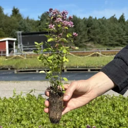 Origanum vulgare, Kungsmynta