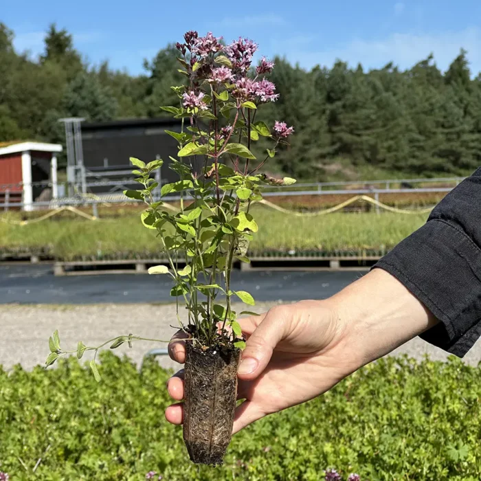 Origanum vulgare, Kungsmynta