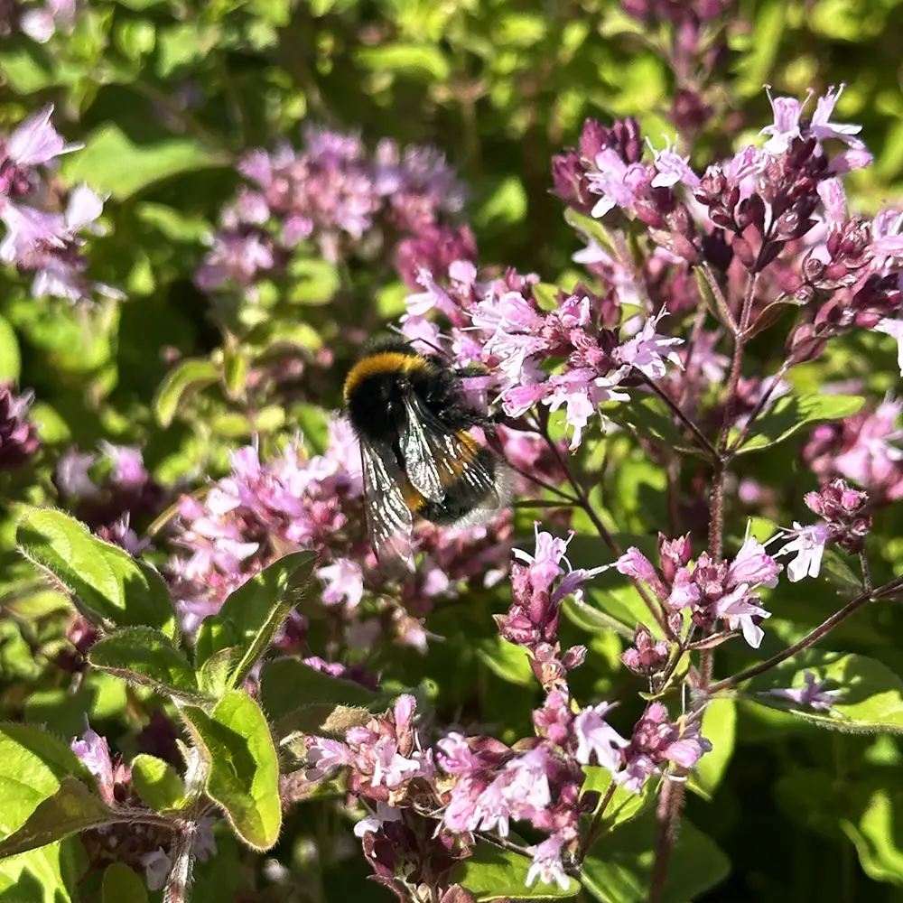 Origanum vulgare, Kungsmynta