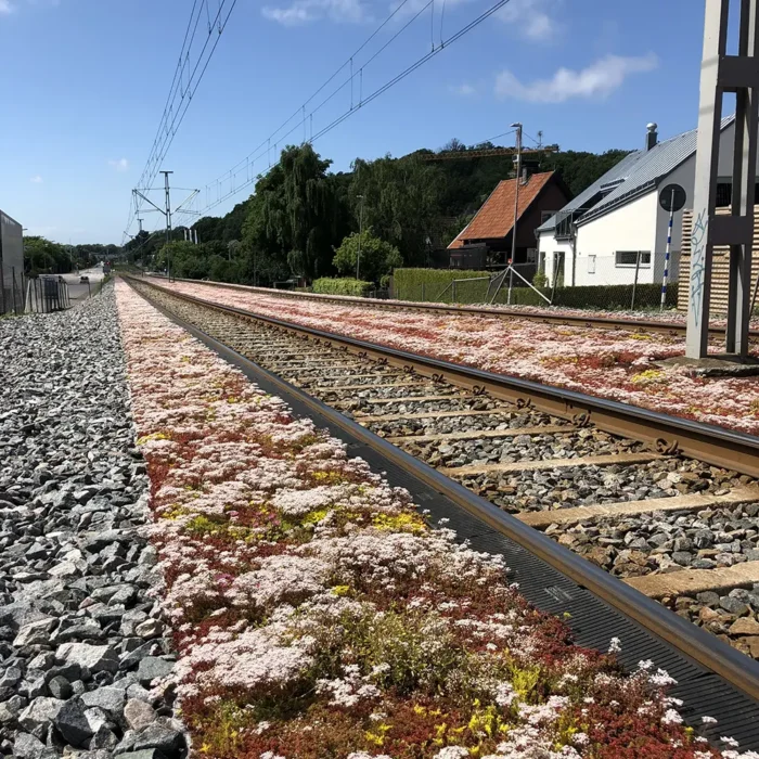 Sedum i spårmiljöer i Göteborg