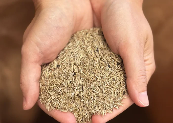 VegTech Ängsfröblandning 6712
