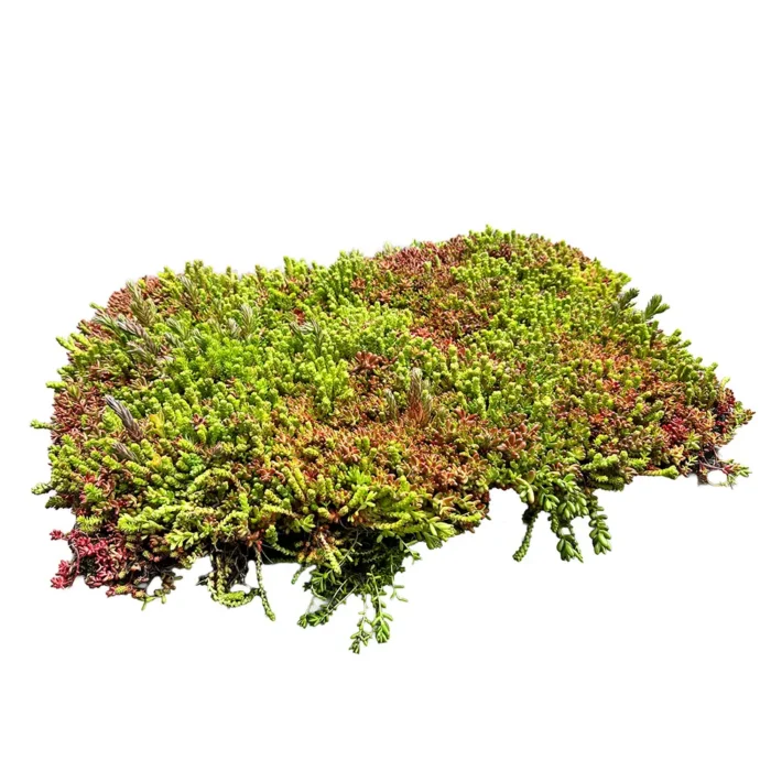 VegTech Sedumback