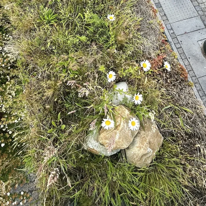 Biotoptak på mindre busstak