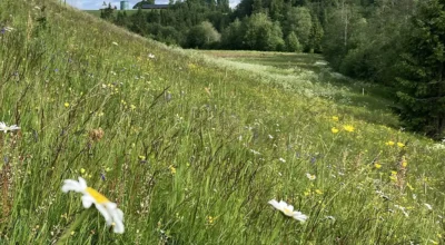 Ängsfröblandning för norrländksa landskapet