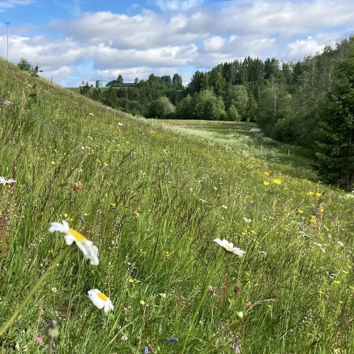 Ängsfröblandning för norrländksa landskapet