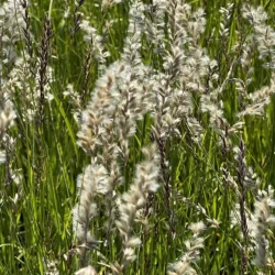Melica ciliata, Grusslok