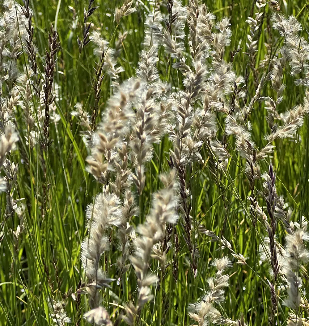 Melica ciliata, Grusslok