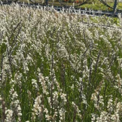 Melica ciliata, Grusslok
