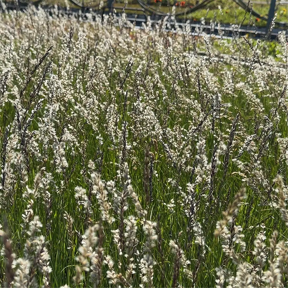 Melica ciliata, Grusslok