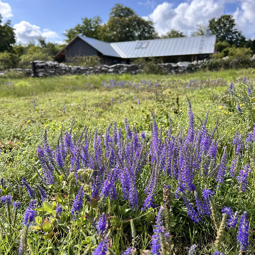 Veronica spicata, Axveronika