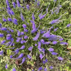Veronica spicata, Axveronika