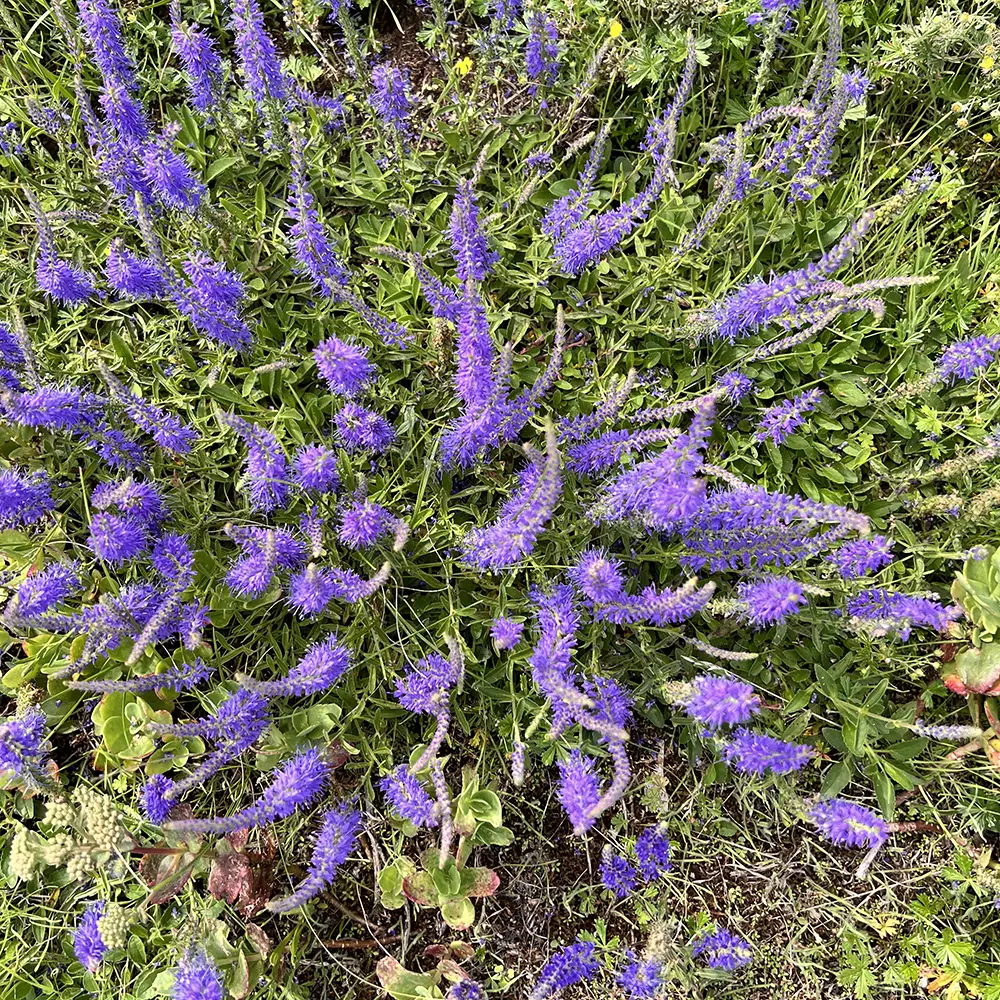 Veronica spicata, Axveronika