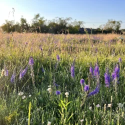 Veronica spicata, Axveronika