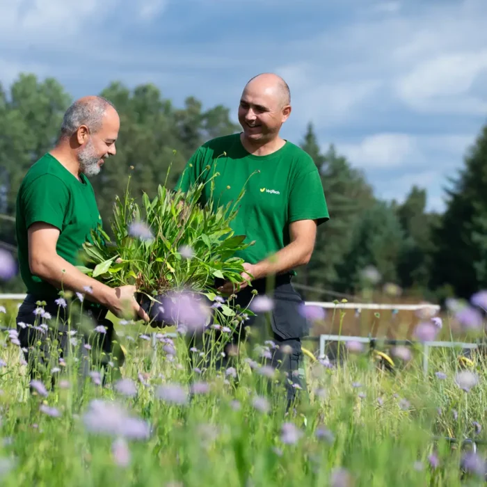 VegTech odling av ängsväxter